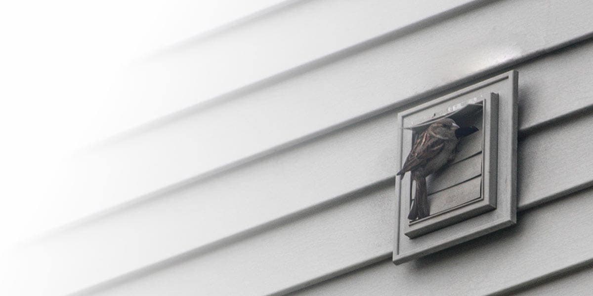 Sparrow climbing into an exterior dryer vent